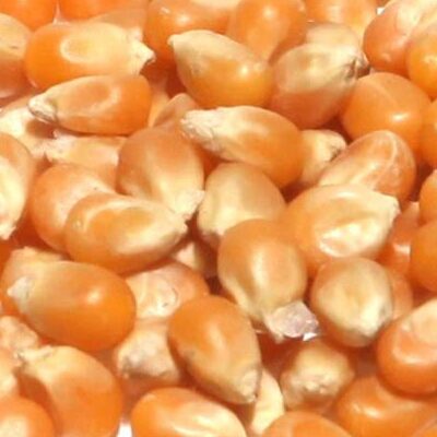Pop Corn Seeds 250g ඉරිඟු சோளம்