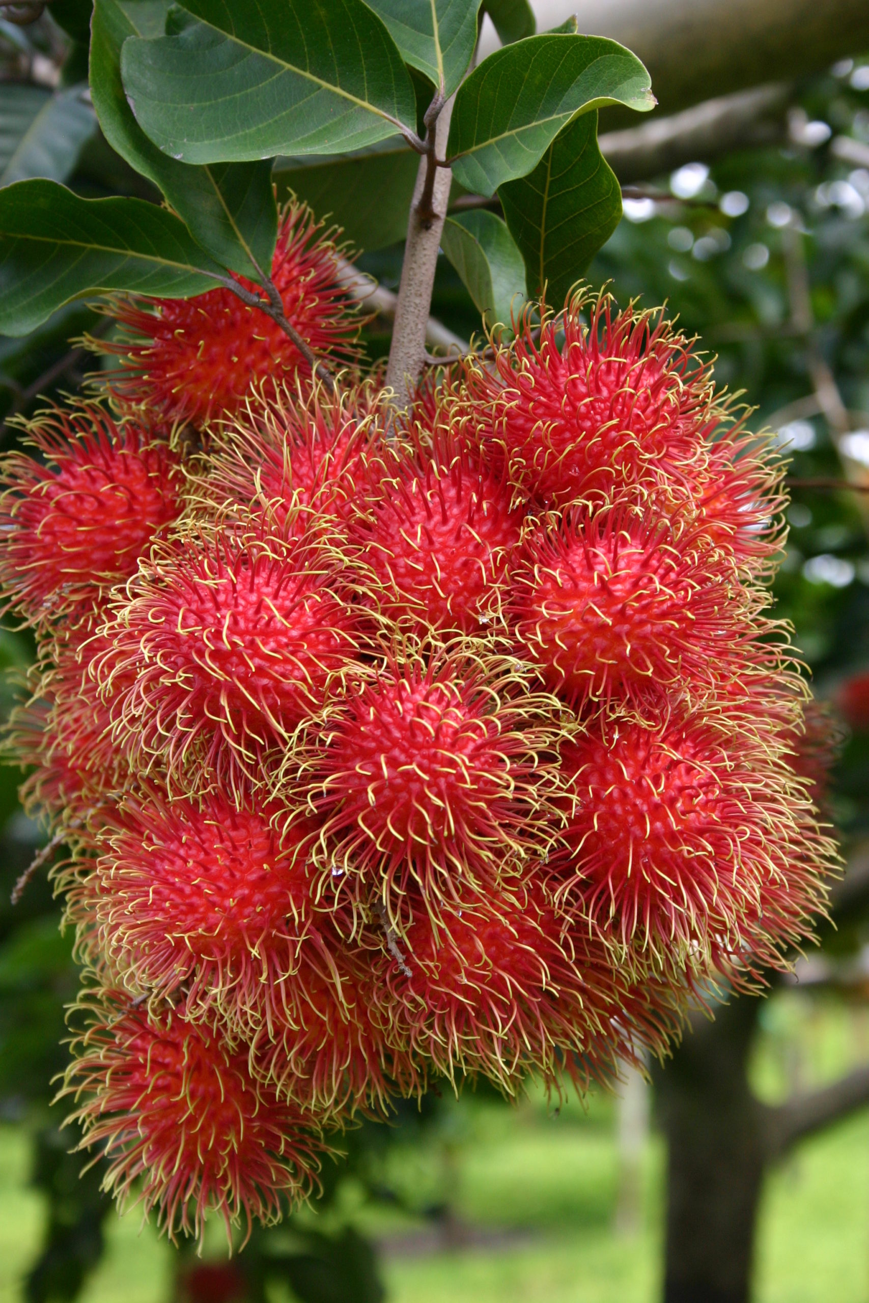 රඹුටන් (Rambutan) 100g