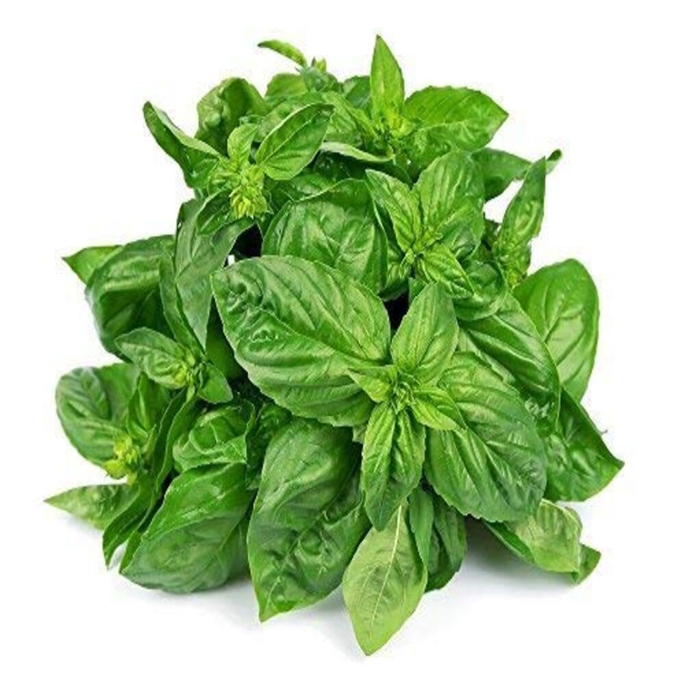 basil leaves 100g බැසිල්