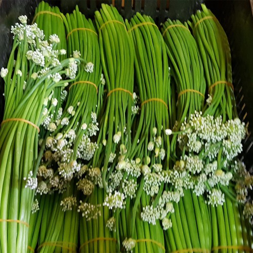 Onion Flowers 250g